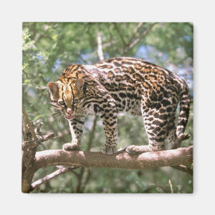 Aimant L'Amérique du Sud, Equateur, Amazone. Ocelot