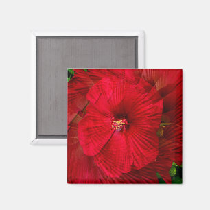 Aimant L'amour de l'Hibiscus...