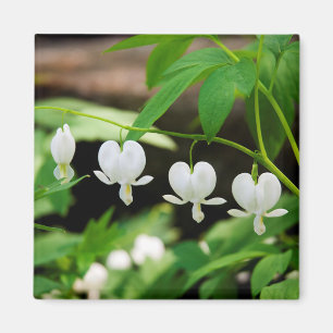 Aimant Lamprocapnos spectabilis