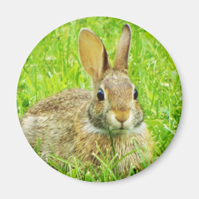 Aimant lapin (Devant)