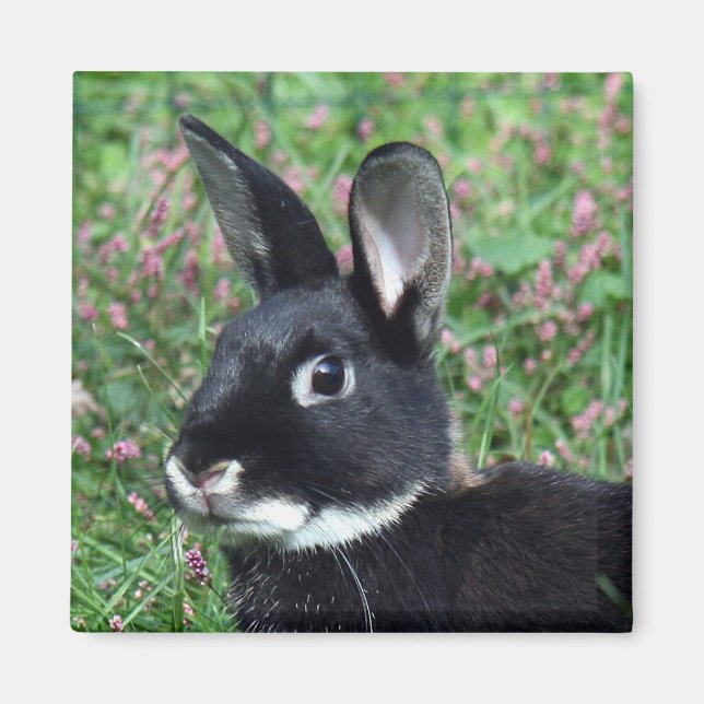 Aimant lapin (Devant)