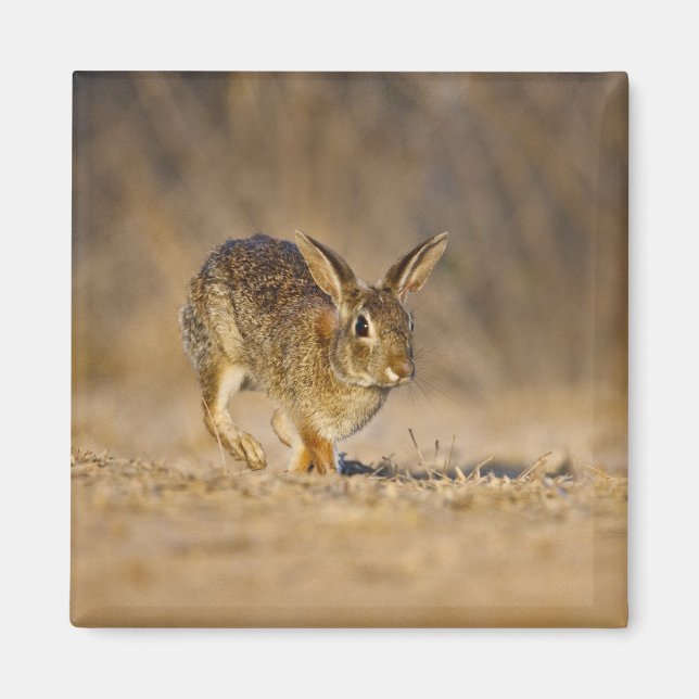 Aimant lapin à queue blanche de l'Est sautant (Devant)
