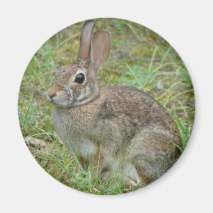 Aimant Lapin sauvage Eastern Cottontail II Vêtements et C