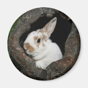 Aimant Lapin vue