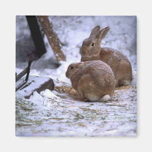 Aimant Lapins de neige