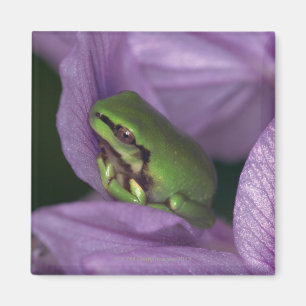 Aimant L'arbre-grenouille du blanc