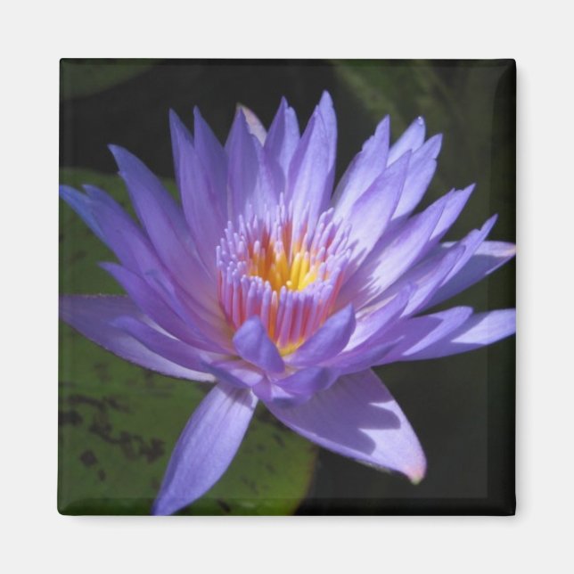 Aimant Laura Frase (Devant)