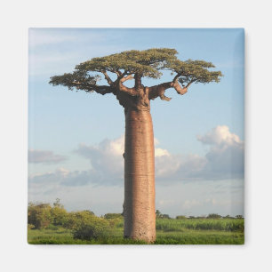 Aimant Le baobab Madagascar de Grandidier