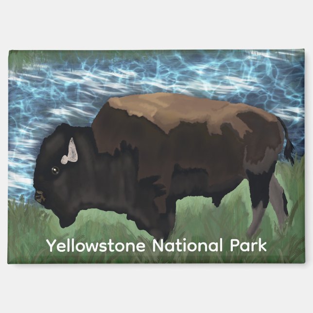 Aimant Le Bison Parcourt Le Parc National De Yellowstone (Recto)
