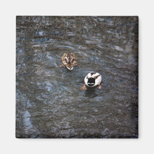 AIMANT LE CANARD ABOUTE L'AIMANT