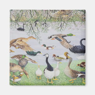 Aimant Le canard impair