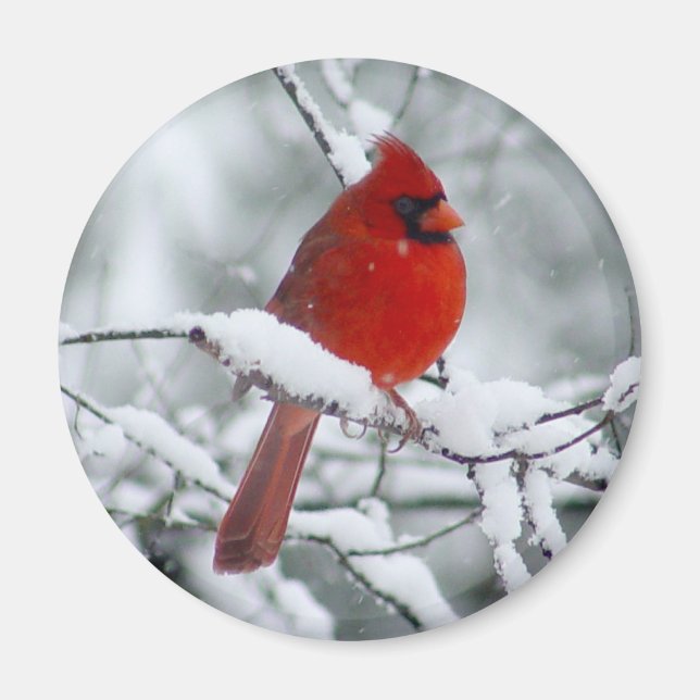 Aimant Le cardinal rouge dans l'aimant de la neige (Devant)
