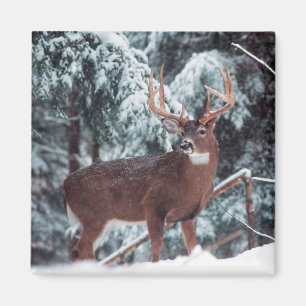Aimant Le cerf dans l'aimant de la neige