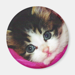 Aimant Le chaton le plus mignon des mondes