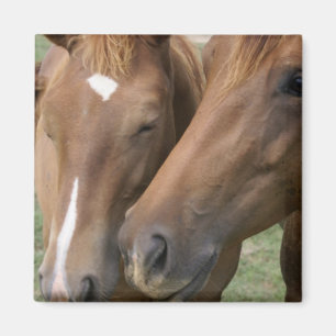 Aimant Le cheval poussent du nez l'aimant carré