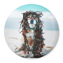 Le chien avec des algues dans les cheveux. Le pers