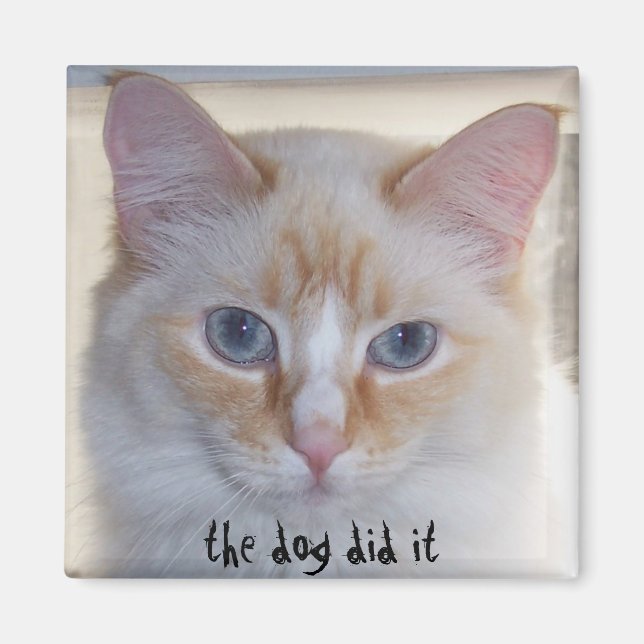 AIMANT LE CHIEN L'A FAIT (Devant)