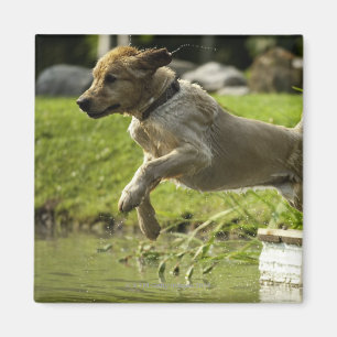 Aimant Le chien saute dans l'étang