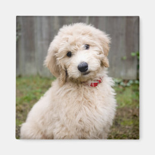 Aimant Le Chiot De Goldendoodle S'Assis Dans L'Herbe