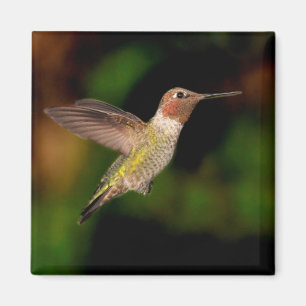 Aimant Le colibri d'Anna dans l'aimant du vol