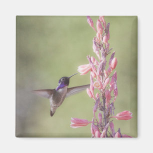 Aimant Le Colibri de Charming