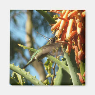 Aimant Le colibri de Chine noire en vol