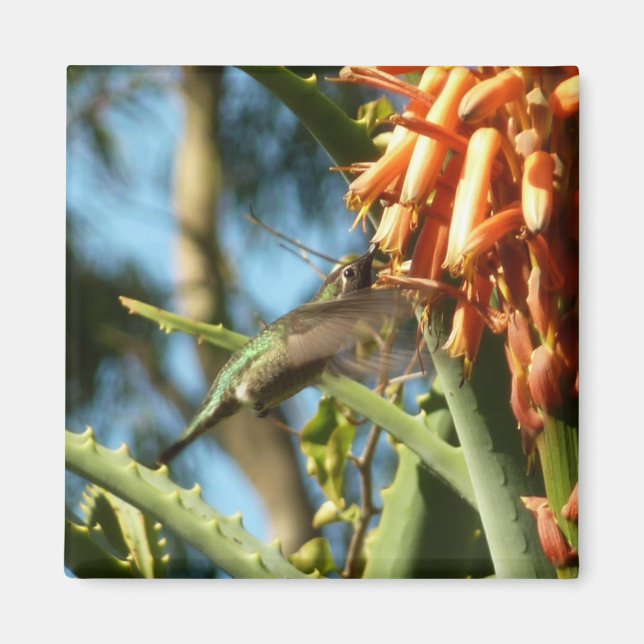 Aimant Le colibri de Chine noire en vol (Devant)