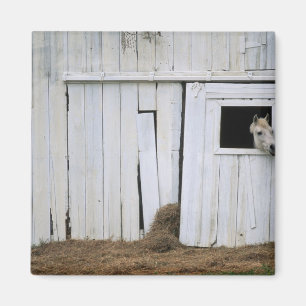 Aimant Le collage de cheval dirigent la fenêtre de grang
