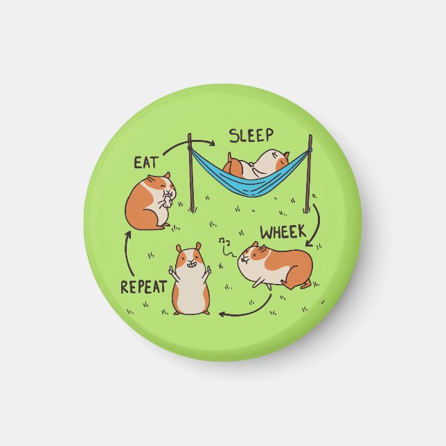 Aimant Le cycle de vie d'un cochon de Guinée (Devant)