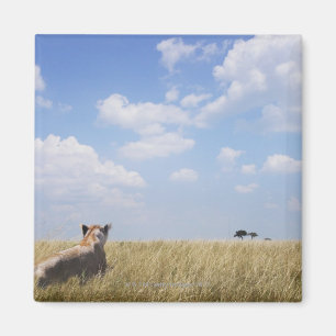 Aimant Le Kenya, masai Mara