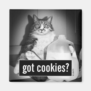 Aimant Le Lait De Chat De Juge