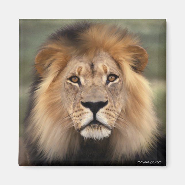 Aimant Le lion (Devant)