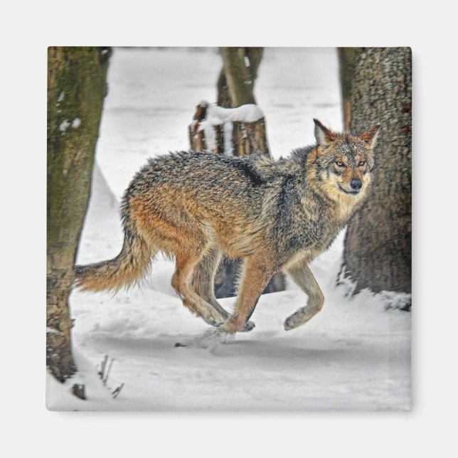 Aimant Le loup coule dans l'aimant de neige (Devant)