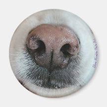 Le nez connaît l'aimant Nez de chien #1