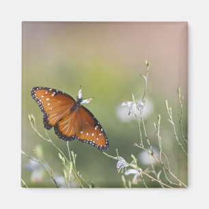Aimant Le papillon de la reine sous la lumière du matin