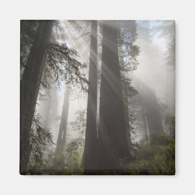 Aimant Le parc national de Redwood Californie (Devant)