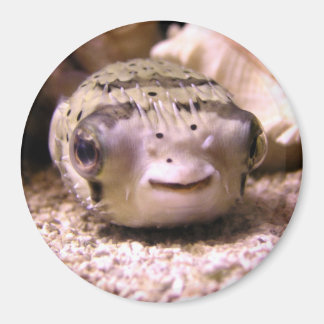 Aimant Le poisson-globe d'Helaine