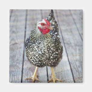 Aimant Le poulet sur la plate-forme en bois, argentent
