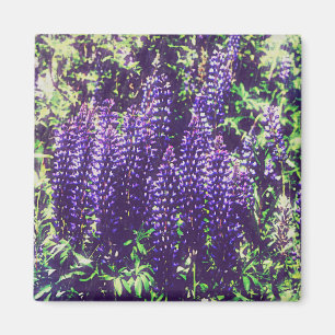 Aimant Le pourpre de loup fleurit des fleurs sauvages