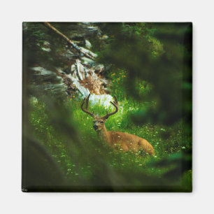 Aimant Le Prince Forêt