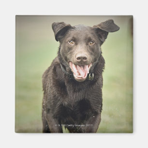 Aimant Le R-U, Angleterre, Suffolk, forêt de Thetford,