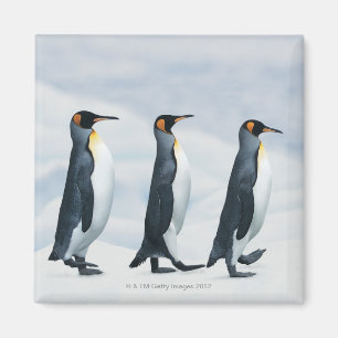 Aimant Le Roi pingouins marchant dans le fichier unique