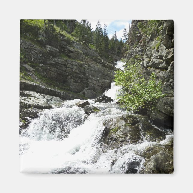 Aimant Le ruisseau Aster dans le parc national Glacier (Devant)