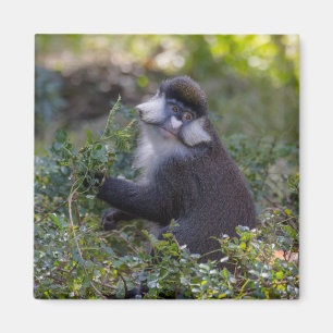 Aimant Le singe tacheté de Schmidt