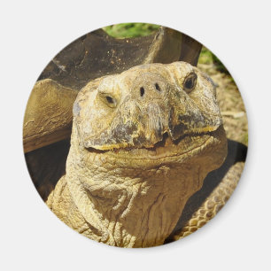 Aimant Le sourire de la tortue