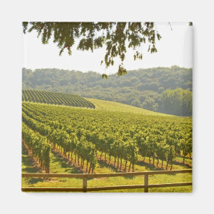 Aimant Le vignoble et une vallée avec une forêt -