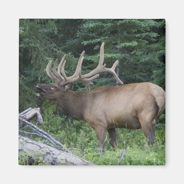 Aimant Le wapiti à la broche dans le parc national Banff, (Devant)