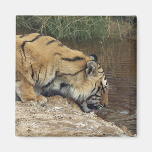 Aimant L'eau de recouvrement de tigre (Panthera le Tigre)