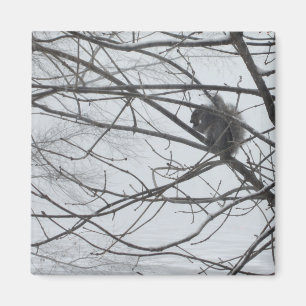 Aimant L'écureuil dans l'aimant de la neige