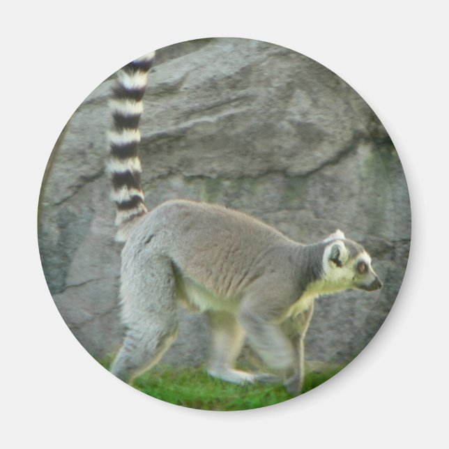 Aimant Lemur (Devant)